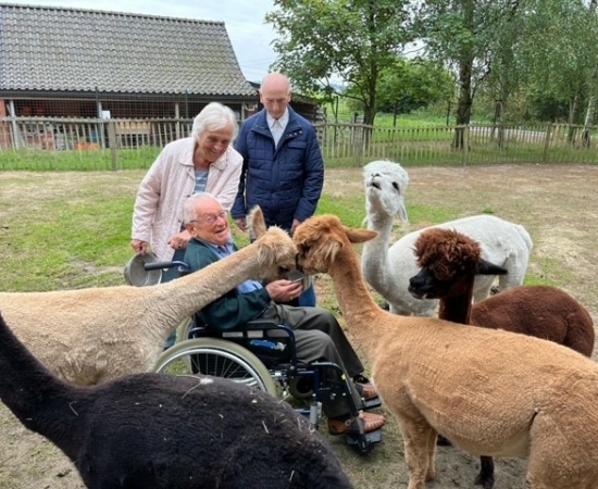 alpaca alpaca